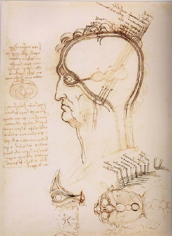  Anatomical study of the brain and the scalp